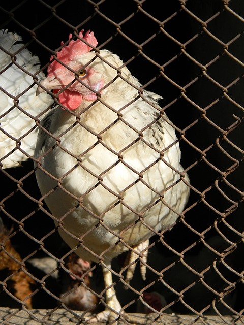 明星球员的 明星球员的